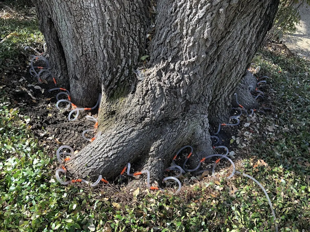 Detailed Tree Cabling and Bracing job site in Burnt Hills