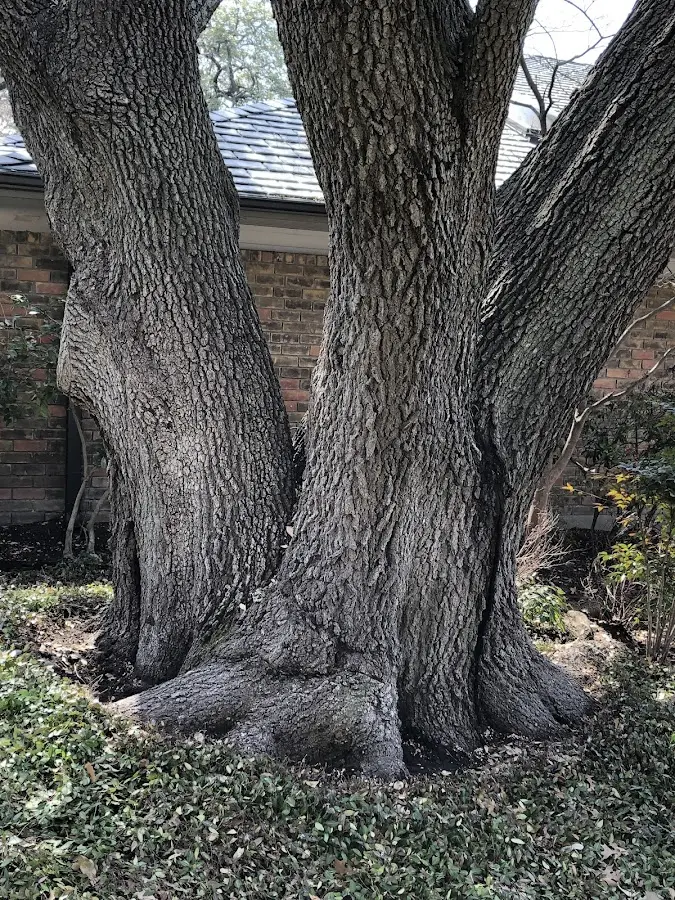 Mature heritage tree close to a Burnt Hills property cared for by certified arborists